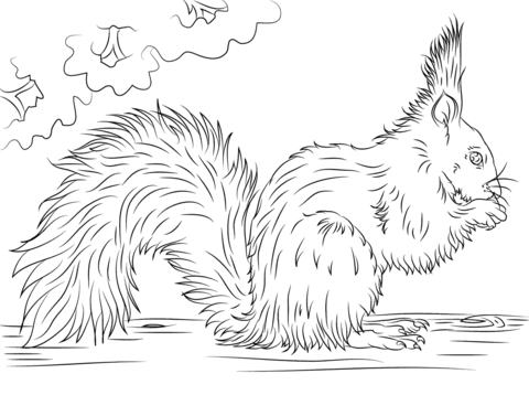 Red Squirrel Eating Nut Coloring Page